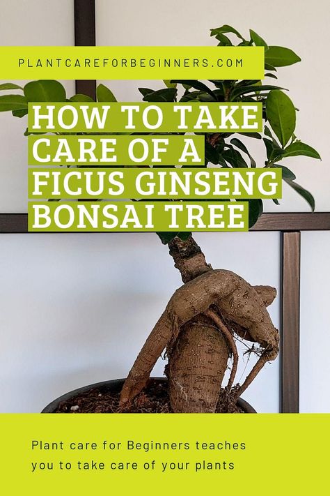 In this plant care guide, we're going to look at how you can take care of a Ficus Ginseng, an indoor Bonsai Tree. A lot of Bonsai Trees grow outside, but a select few trees also do well indoors, like the Ficus Ginseng. We'll look at all the basics on how to help your Ficus thrive in your house! Ginseng Ficus Bonsai, Ginseng Ficus, Ginseng Bonsai, Ficus Ginseng Bonsai, Ginseng Plant, Ficus Bonsai Tree, Ficus Ginseng, Bonsai Diy, Bonsai Pruning