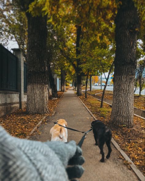 Adventures With Dog Aesthetic, Dogs Walking Aesthetic, Dog Walk Asthetic, Autumn Dog Walk Aesthetic, Winter Dog Walk Aesthetic, Walk Dogs Aesthetic, Early Morning Dog Walk, Cozy Dog Aesthetic, Neighborhood Walk Aesthetic