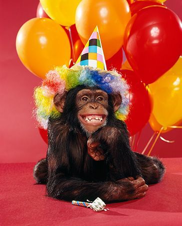 <3 wish you best day ever! Creative Activities For Adults, Birthday Images Funny, Happy Birthday Animals, Monkey Party, Monkey Birthday, Birthday Illustration, Monkey Pictures, Happy Birthday Wishes Quotes, Birthday Image