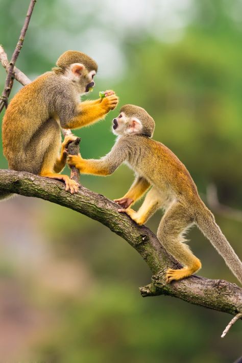 Monkey Symbolism in Native America Rainforest Aesthetic, Squirrel Monkey, Wild Animals Photography, Barrel Of Monkeys, Animal Reference, Animal References, Monkey King, Animals And Birds, March 2023