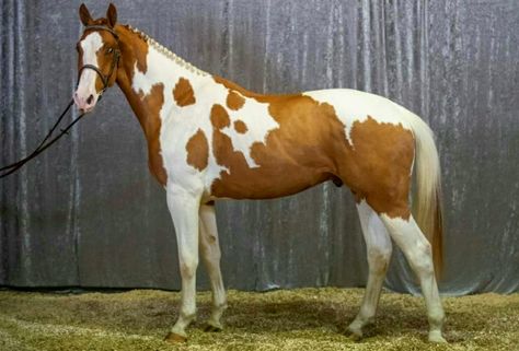 Tobiano Warmblood, Pintaloosa Horse, Paint Warmblood, Swedish Warmblood, Warmblood Stallion, Horse Colours, Pinto Horses, Horse Markings, Warmblood Horses