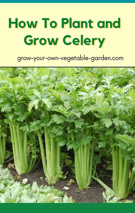 Celery Planting How To Grow, Growing Celery In Garden, How To Plant Celery, Grow Carrots From Seed, How To Grow Celery From Seed, Growing Celery From Seed, Best Veggies To Grow In Raised Beds, Planting Carrots From Seed, Thrill Fill Spill Combinations