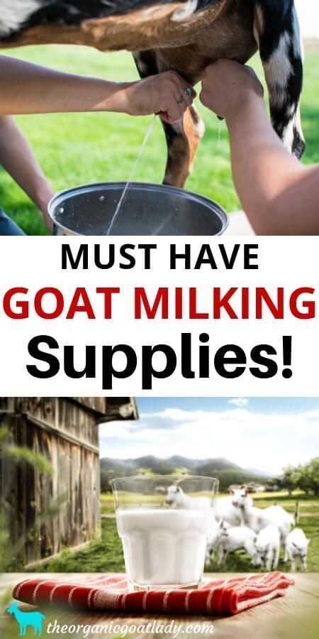 Goat Milking Stand, Keeping Goats, Goat Health, Goat Milking, Goat Pen, Goat Milk Recipes, Nubian Goat, Raising Farm Animals, Goat Care