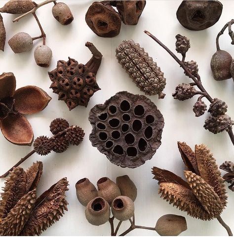 Spike Flowers, Seedpods Art, Dried Seed Heads, Lotus Seed Pod Art, Seed Pod, Seed Heads Photography, Dried Seed Pods, Seed Pods Art, Seed Pods Natural Forms