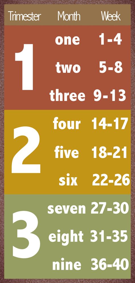 A chart with first trimester, second trimester, and third trimester of pregnancy broken down into months and weeks. Brown, Red, Yellow, Green. 3rd Trimester Weeks, Trimester Weeks, Twin Pregnancy Belly, 2 Months Pregnant, Pregnancy Chart, Trimester By Weeks, 29 Weeks Pregnant, Pregnancy Timeline, Ivf Pregnancy
