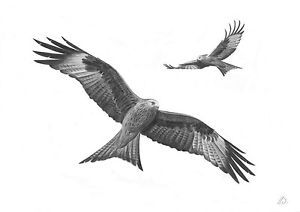 RED KITES 2 Birds of Prey Art Pencil Drawing Print A4 | eBay Birds Of Prey Aesthetic, Prey Aesthetic, Kite Tattoo, Fantasy Tattoo, Vogel Tattoo, Hawk Tattoo, Red Kite, Tree Tattoos, Bird Brain