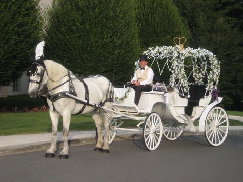 Cedar Knoll's Cinderella Carriage with white horse. http://www.cedarknoll.net Modern Victorian Wedding, Princess Wedding Invitations, Horse And Carriage Wedding, Medieval Wedding Theme, Carriage Wedding, Lilac Wedding Flowers, Victorian Horse, Fairytale Wedding Theme, Wedding Carriage