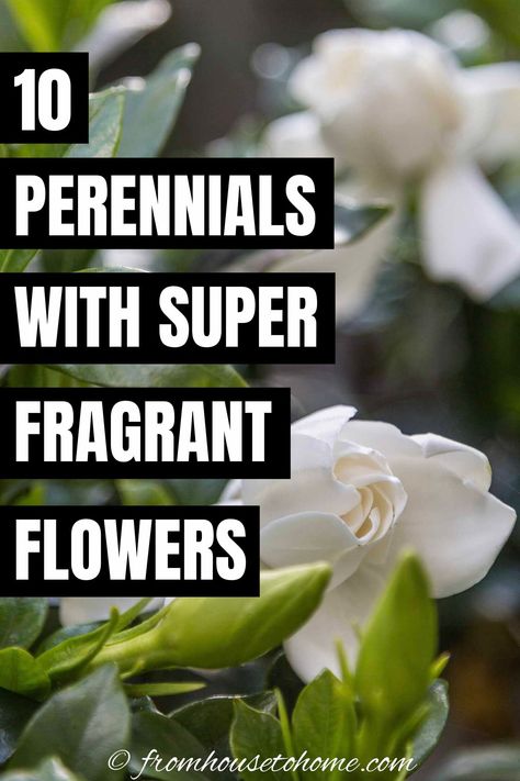 Fragrant Plants Outdoors, Fragrant Flowers Garden, Best Smelling Flowers, Scent Garden, House To Home, Smelling Flowers, Fragrant Garden, Sun Perennials, Fragrant Plant