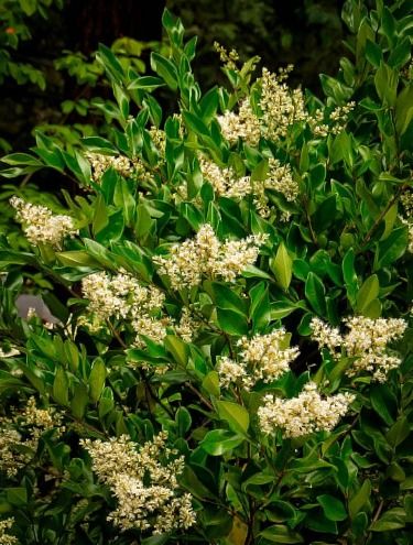 Privet – the Good, the Bad and the Beautiful | The Tree Center™ Plant Calendar, Landscaping Bushes, Garden Color Palette, Privet Hedge, Foundation Plants, Lilac Plant, Fast Growing Shrubs, Yellow Spring Flowers, Landscaping With Roses