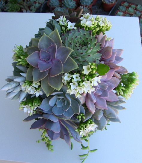 Succulent Wedding Bouquet for Amber March 15 2019 | Etsy Canada Succulent Wedding Bouquet, Bouquet Succulent, Succulent Bouquet Wedding, Church Wedding Flowers, Succulent Wedding Favors, Purple Succulents, Succulent Bouquet, Unique Wedding Flowers, Cheap Wedding Invitations