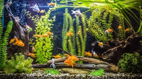 12 Best Plants for Goldfish Tanks and Aquariums 20 Gallon Fish Tank Ideas, 20 Gallon Fish Tank, Black Moor Goldfish, Goldfish Care, Aquarium Goldfish, Underwater Garden, Goldfish Kiss, Goldfish Aquarium, Aquarium Inspiration