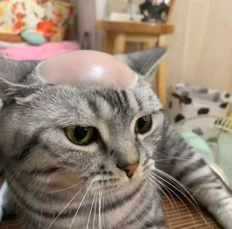 Bald Cat, Funny Looking Cats, Ugly Cat, Silly Kitties, Cats Pictures, Silly Cats Pictures, Cute Cats Photos, Cat Icon, 웃긴 사진