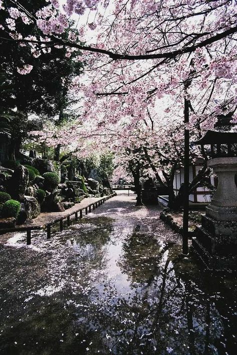 Dreamy Nature, Iphone Customization, Japan Cherry Blossom, Japan Spring, Live In Japan, Cherry Blossom Wallpaper, Cherry Blossom Japan, Rain Photo, Beauty Of Earth