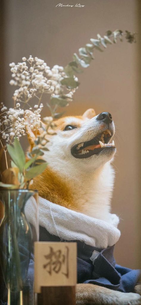 Shiba Inu Aesthetic Wallpaper, Shiba Wallpaper Iphone, Shiba Inu Wallpaper Iphone, Shiba Inu Wallpaper, Animals Icon, Ty Animals, Cozy Cuddles, New Year Fireworks, Dog Boutique