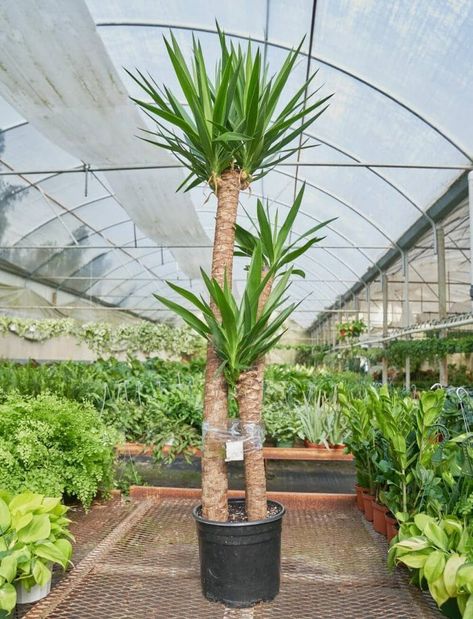 Yucca Cane, Indoor Palm, Tall Succulents, Madagascar Dragon Tree, Indoor Palm Trees, Indoor Palms, Succulent Tree, Kentia Palm, Palm Tree Plant