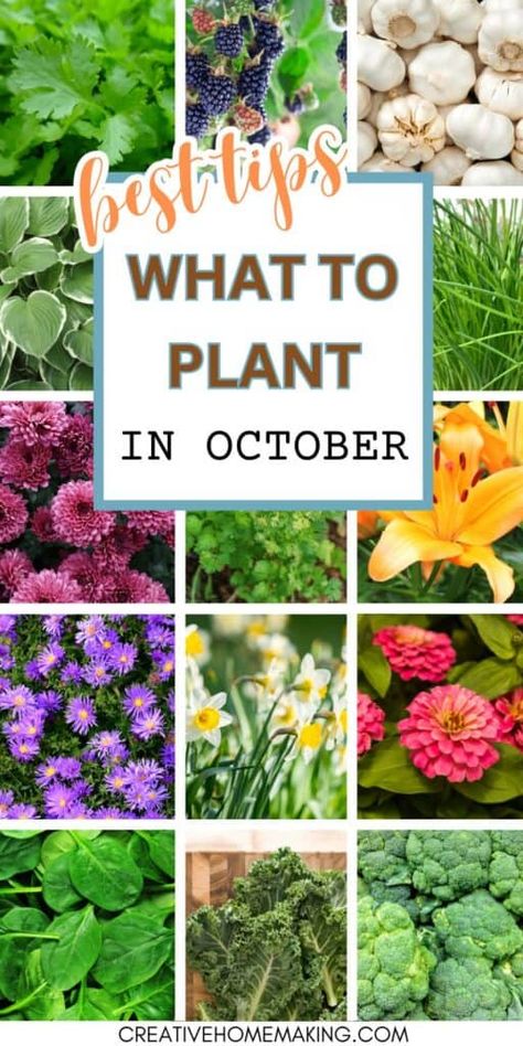 What To Plant In October In Zone 8, What To Plant In October, Diy Outdoor Living, Fall Crops, Fall Gardening, Planting Plan, Learning Projects, Pot Plants, Delicious Vegetables