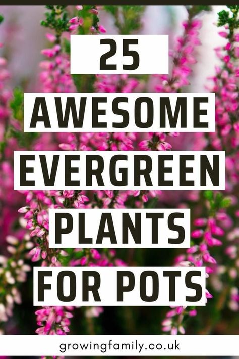 25 best low maintenance evergreen plants for pots - Growing Family Evergreen Plants For Pots, Evergreen Potted Plants, All Year Round Plants, Evergreen Planters, Evergreen Container, Best Climbing Plants, Plants For Pots, Plants For Planters, Potted Plants Patio