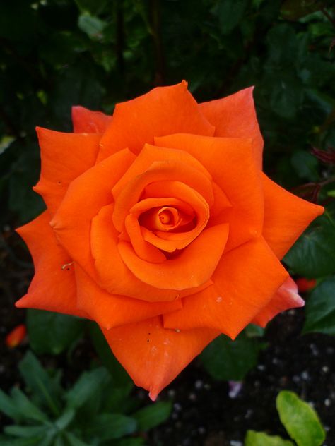 Deep Orange English Bush Rose: Gorgeous. Orange Rose Bush, Vintage Christmas Aesthetic Wallpaper, Vintage Christmas Aesthetic, Aesthetic Wallpaper Pink, Rose Decorations, Rose Ideas, Rose Belle, Christmas Aesthetic Wallpaper, Deep Orange