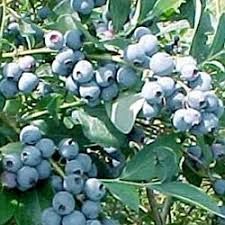 Fruit Trees Backyard, Highbush Blueberry, Growing Blueberries, Blueberry Farm, Blueberry Plant, Berry Plants, Gardening Zones, Fall Garden Vegetables, Blueberry Bushes