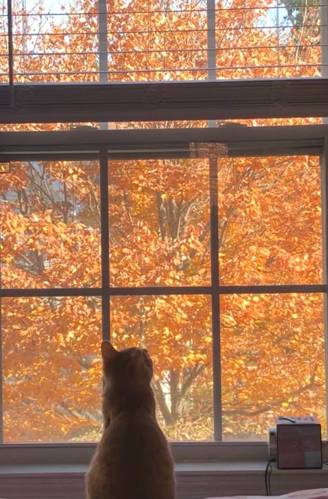 Blonde cat in front of the window with a view of orange tree Good Wallpapers, Pictures Of Beautiful Places, Fall Cats, Fall Boards, Taken Pictures, Fall Mood Board, Fall Mood, Season Of The Witch, Fall Feels