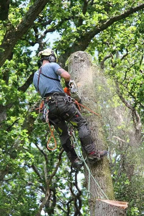 https://www.bcpfree.co.uk/united-kingdom/bournemouth/construction-and-trades/dorset-tree-surgeon Dorset Tree Surgeons are a team of fully qualified and insured professionals, undertaking all aspects of tree surgery in accordance with British standards BS3998. We are locally based in Bournemouth and have enjoyed thousands of jobs in Bournemouth, Poole, the Dorset and Hampshire regions. #treesurgery #treesurgeon #arborist #treework #treeservice #arboriculture #arblife #treeclimber #treebiz #tree… Arborist Climbing Trees, Arborist Climbing, Five Year Plan, Fall Risk, Tree Surgeons, Tree Service, Work Home, Vision Board Inspiration, Year Plan