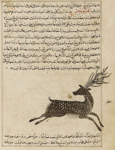 Deer With Antlers, معرض فني, Arabic Writing, Handwritten Text, Medieval Manuscript, Illuminated Manuscripts, Islamic World, Books Art, Illuminated Manuscript