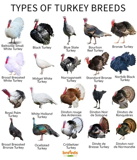 Turkey Breeds, Poultry Farm Design, Raising Turkeys, Backyard Birds Watching, Breeds Of Cows, Turkey Bird, Raising Farm Animals, Backyard Chicken Farming, Physical Characteristics