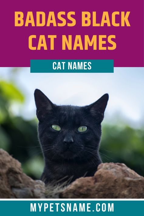 Male Black Cat Names, Badass Cat Names, Black Cat Names, Cool Pet Names, Cat Name Ideas, Names Cat, Breeds Of Cats, Cute Cat Names, Cuddly Cats