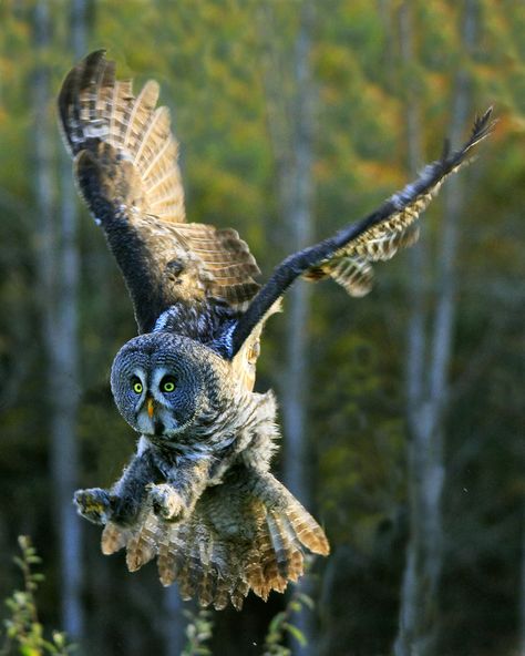 Types Of Owls, Owl Drawings, Great Gray Owl, Awesome Owls, Nocturnal Birds, Owl Photography, Owl Coloring Pages, Grey Owl, Owl Wallpaper