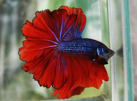 Blue Hawk Dragon Rosetail Fighter Fish, Betta Fish Types, Betta Fish Care, Betta Fish Tank, Beta Fish, Koi Fish Pond, Halfmoon Betta, Fish Care, Pet Fish