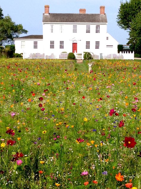 Grow Wildflowers, American Meadows, Lawn Alternatives, Wild Flower Meadow, Garden Wallpaper, Wildflower Garden, Pollinator Garden, Front Yard Garden, City Garden