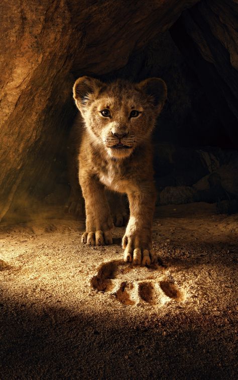 The Lion King (2019) wallpaper - 4K | Movies Category | Laginate Iphone Wallpaper Disney, Roi Lion Simba, The Lion King 2019, Lion King Animals, Lion Wallpaper Iphone, Lion King 2019, Watch The Lion King, Regnul Animal, Lion King Pictures