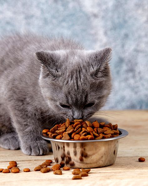 Do You Feed Your Cat Before You Feed Yourself? | Catster What Cats Can Eat, Food Myths, Facts About Cats, Cat Entertainment, Cats For Adoption, Best Cat Food, Cat Nutrition, Cats At Home, My Daily Routine