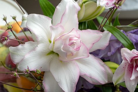 Different Types Of Lilies, Lilium Martagon, Martagon Lily, Deer Garden, Trumpet Lily, Summer Flowering Bulbs, Asiatic Lilies, Perennial Border, Garden Wallpaper