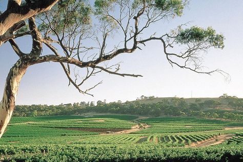 One of the premium wine grape growing regions in Australia and possibly the world, is Clare Valley in South Australia. Split into three parallel valleys, each varying in altitude, soil structure and climate means a whole lot of diversity in the wines produced from this […]Visit Man of Many for the full post. Clare Valley South Australia, Clare Valley, Cellar Doors, Wine Making Process, Wine Boutique, Grape Growing, Wine Grape, Wine Tasting Experience, Premium Wine