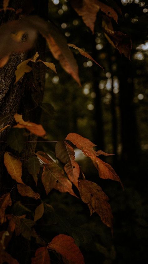 Wallpaper Trees, Wallpaper Leaves, Branch Leaves, Dry Branch, Change Picture, Autumn Magic, Fall Background, Leaves Autumn, Dark Autumn