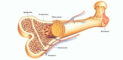 Quiz On Human Skeletal System - ProProfs Quiz Exercise Resistance Bands, Human Skeletal System, The Skeletal System, Blood Disorders, Tai Chi Exercise, Skeletal System, Fetal Development, Disease Symptoms, Orthopedic Surgery