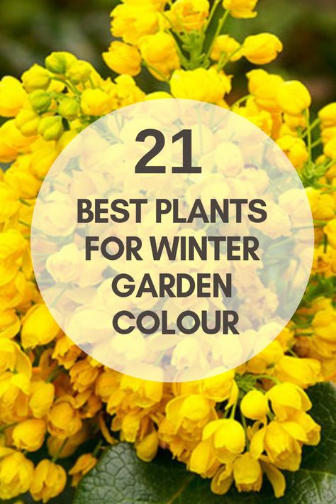 #Winter #Garden #colour #colourful #plants #coldweather #daviddomoney #grow #blooms #scents #gardening #gardener #nature Winter Flowers Garden, Funny Vine, Winter Gardens, Winter Gardening, Winter Plants, Best Plants, Colorful Plants, Winter Flowers, Flowers Wallpaper