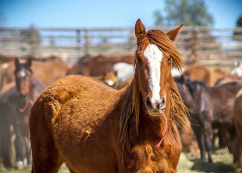 How Much Does A Horse Cost? Anyone who is considering purchasing a horse should be aware of the significant costs involved in owning and caring for one. Horses are expensive to buy, feed, and stable, and require a lot of time and effort to keep them healthy and happy. In most cases, the price of ... The post How Much Does A Horse Cost In 2022 – Complete Guide appeared first on Horse is Love. Owning A Horse, Horse Ownership, Buy A Horse, Horse Food, Riding Stables, Show Horse, Horse Stable, Horse Dressage, Types Of Horses