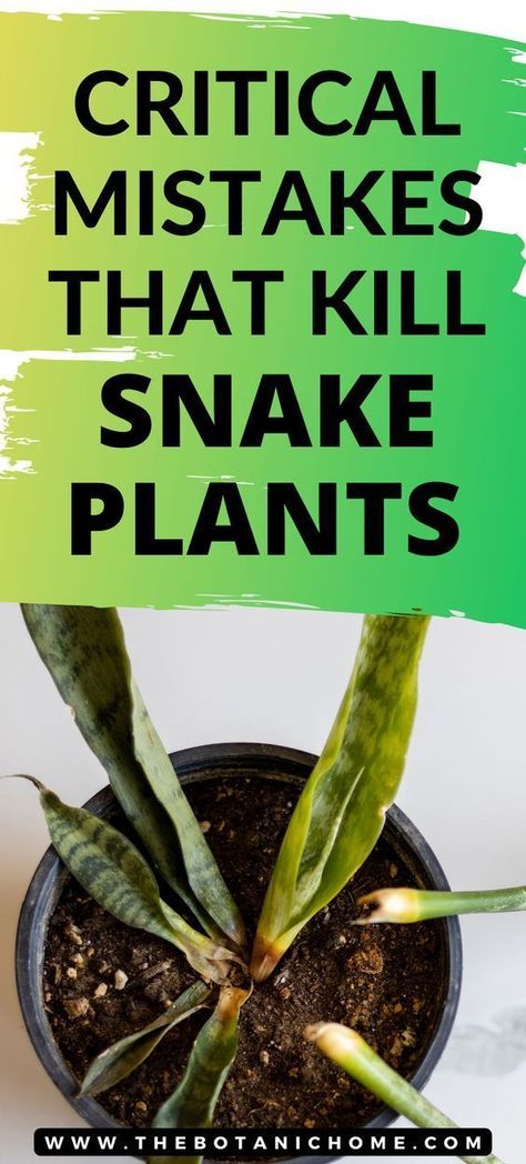 Discover the secrets to revive a struggling snake plant with our comprehensive guide! Learn how to identify signs of distress, tackle overwatering, poor drainage, pests, and more. Elevate your indoor plant care with these expert tips. 🪴🌟 Find ideas for snake plant care, succulent gardening & succulent care, best indoor plants, gardening tips, snake plant decor, snake plant indoor, cool plants, garden plants, outdoor plants, houseplants, easy house plants, and tropical plant aesthetic. Plants Care Tips, Beige Room Decor, Inside House Plants, Snake Plant Decor, Snake Plant Indoor, Snake Plant Care, Easy House Plants, Plants Care, Sansevieria Plant