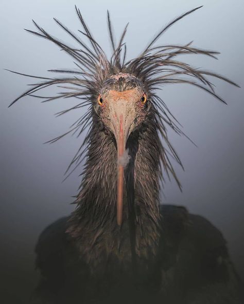 Bio Sapiens on Instagram: “The northern bald ibis, hermit ibis, or waldrapp (Geronticus eremita) is a migratory bird found in barren, semi-desert or rocky habitats,…” Ibis Bird, Mountain Cliff, Wildlife Facts, Environment Photography, Red Bill, Red Face, Instagram Portrait, Migratory Birds, Jungle Wallpaper