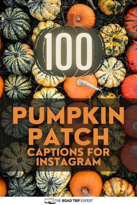 Pumpkin Patch Captions for Instagram Pumpkin Patch Captions, Halloween Carvings, Patch Quotes, Pumpkin Quotes, Pumpkin Patch Pictures, Best Pumpkin Patches, Fall Activity, Instagram Couples, Pumpkin Photos