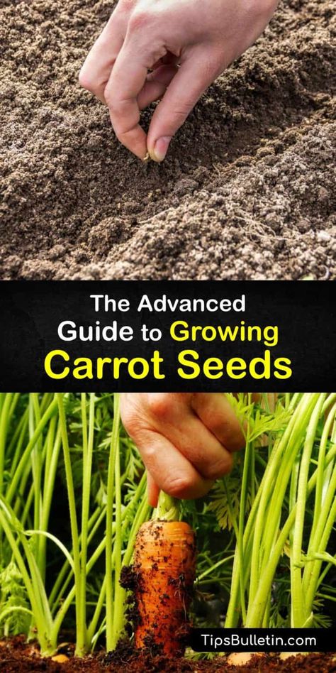 When To Plant Carrots, Growing Carrots From Seed, Raised Container Garden, Grow Carrots, How To Plant Carrots, Carrot Smoothie, Growing Carrots, Easy Carrot Cake, Carrot Cake Cookies