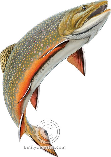 Brook Trout Drawing, Trout Swimming, Bull Trout, Cold Water Fish, Trout Art, Stone Road, Brook Trout, Science Illustration, Brown Trout