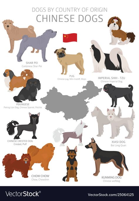 Cut Dogs, Dog Breeds Chart, Dragon And Tiger, Animal Infographic, Dog Design Art, Cute Dog Drawing, Chinese Dog, Dog Breeds List, Shar Pei Dog