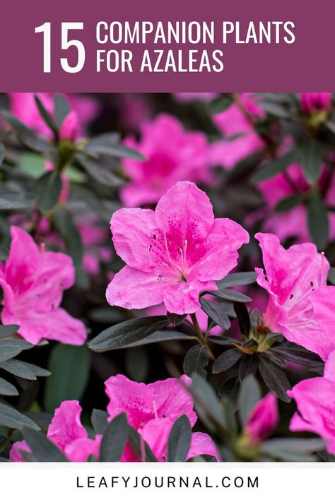 Discover the perfect plant pairings to create a vibrant and colorful Azalea garden! Plant Pairings, Azalea Garden, Azalea Color, Best Companion Plants, Azaleas Garden, Home Garden Ideas, Well Hello There, Companion Plants, Plant Care Tips