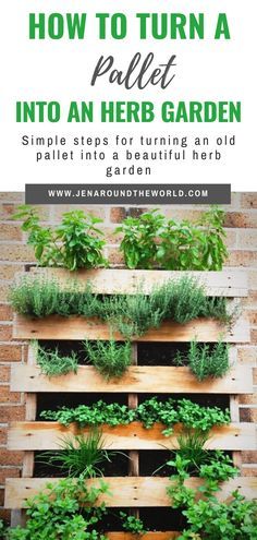 Herbs Growing, Herb Garden Pallet, Pallet Projects Garden, Outdoor Herb Garden, Bathroom Organizers, Diy Herb Garden, Vertical Herb Garden, Plants Growing, Herb Planters