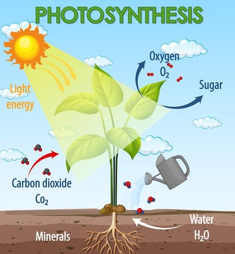 Free vector diagram showing process of p... | Free Vector #Freepik #freevector #photosynthesis #landscape-drawing #nature-drawing #food-clipart Diagram Of Photosynthesis, Photosintesis Drawing, Photosynthesis Drawing, Photosynthesis Poster, Photosynthesis Diagram, Typical Plant Cell, Science Hacks, Photosynthesis Projects, Process Of Photosynthesis