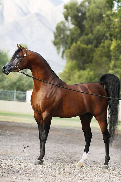 #arabian #stallion #horse #caballo #caballos #arabianhorse #cavalos Arabians Horses, Photography Nature Animals, Arabic Horse, Stallion Horse, Arabian Stallions, Beautiful Arabian Horses, Horse Inspiration, Horse Dressage, Andalusian Horse