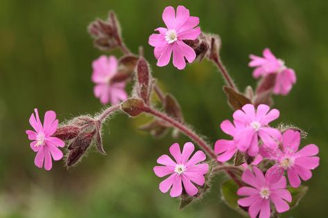 Native British Plants, Wildflower Gardening, Red Campion, Wildflower Mural, Pink Wild Flowers, British Wildflowers, British Wild Flowers, Mexican Sunflower, Plants Uk